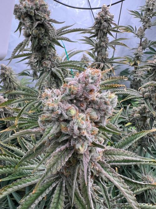 Slurricane #7 mother + clones party. Week 22