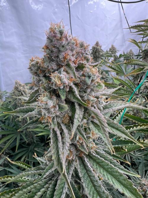 Slurricane #7 mother + clones party. Week 22