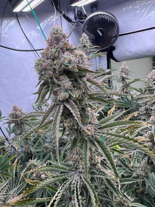Slurricane #7 mother + clones party. Week 22