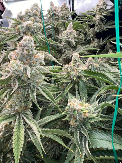 Slurricane #7 mother + clones party. Week 22