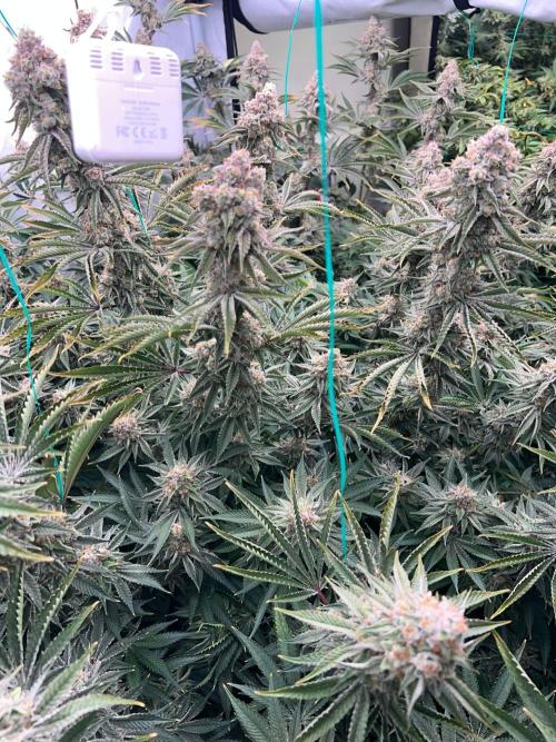 Slurricane #7 mother + clones party. Week 22
