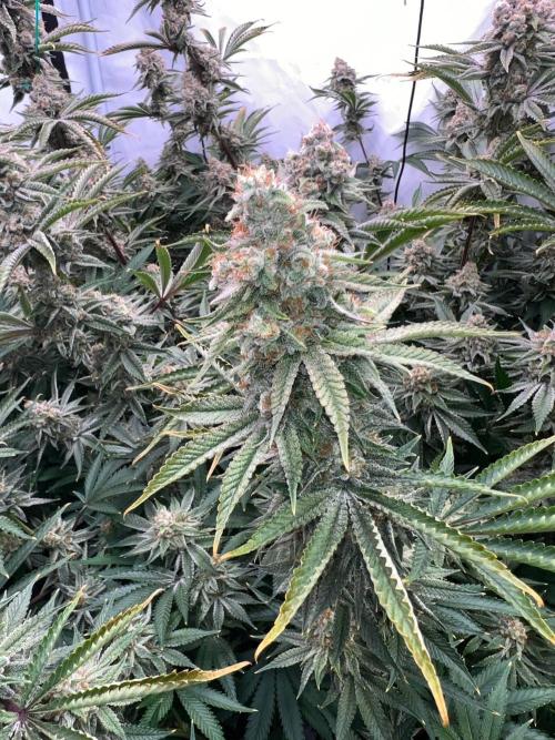 Slurricane #7 mother + clones party. Week 22