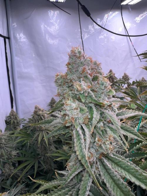 Slurricane #7 mother + clones party. Week 22