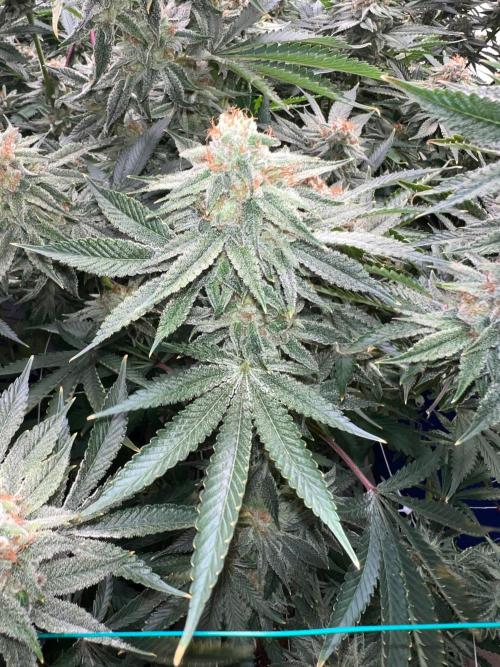 Slurricane #7 mother + clones party. Week 22