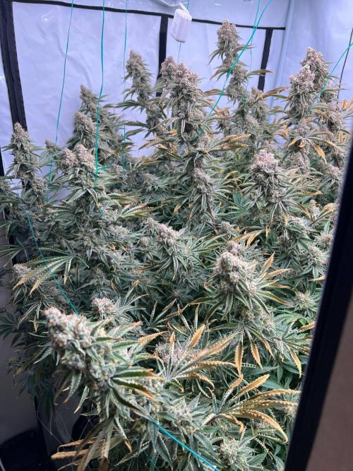 Slurricane #7 mother + clones party. Week 23