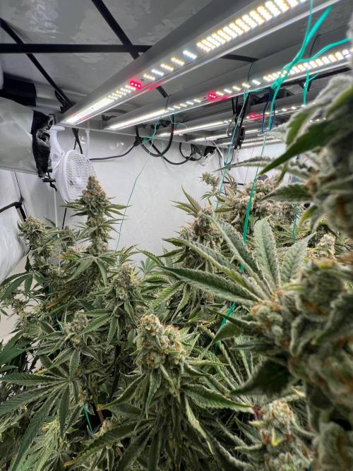 Slurricane #7 S1. Week 23