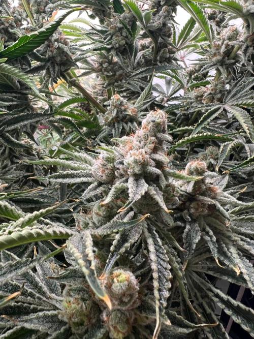 Slurricane #7 mother + clones party. Week 23