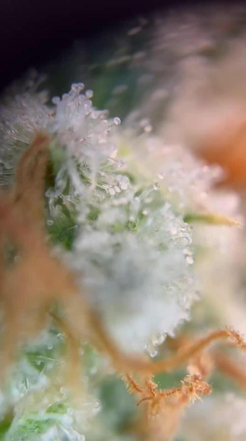 Slurricane #7 mother + clones party