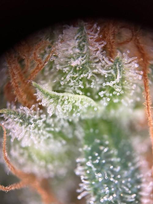 Slurricane #7 mother + clones party. Week 23