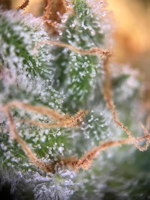 Slurricane #7 mother + clones party. Week 23