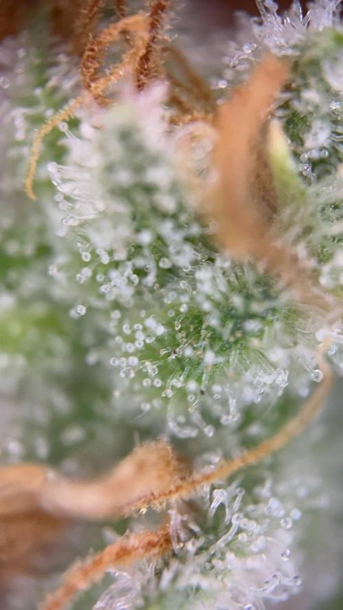 Slurricane #7 mother + clones party. Week 23