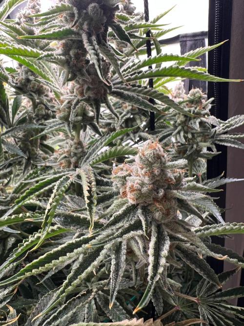 Slurricane #7 mother + clones party. Week 23