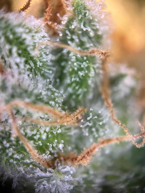 Slurricane #7 S1. Week 23