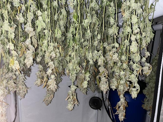 Slurricane #7 mother + clones party. Week 24