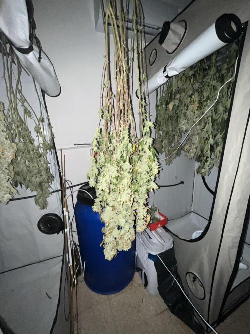 Slurricane #7 mother + clones party. Week 24