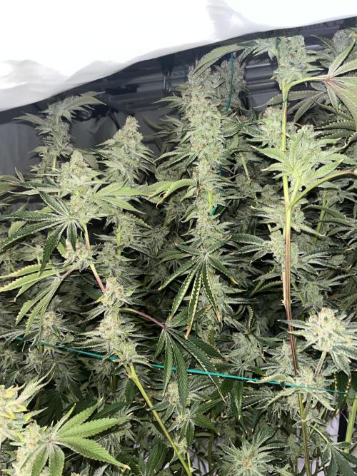 Slurricane #7 mother + clones party. Week 24