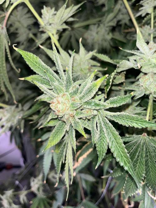 Slurricane #7 mother + clones party. Week 24