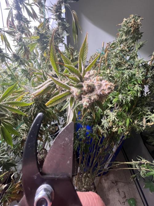 Slurricane #7 S1. Week 24