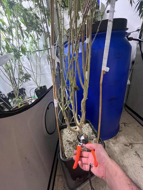 Slurricane #7 S1. Week 24