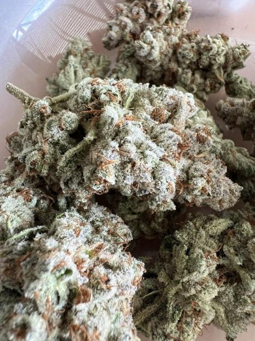 Slurricane #7 mother + clones party. Week 25