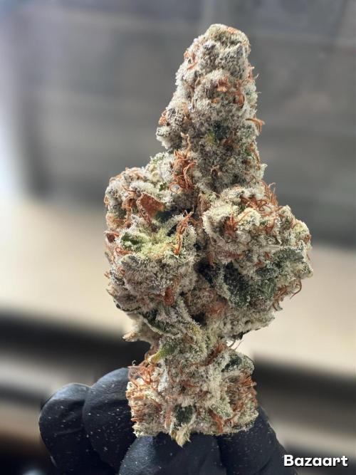 Slurricane #7 mother + clones party. Week 25
