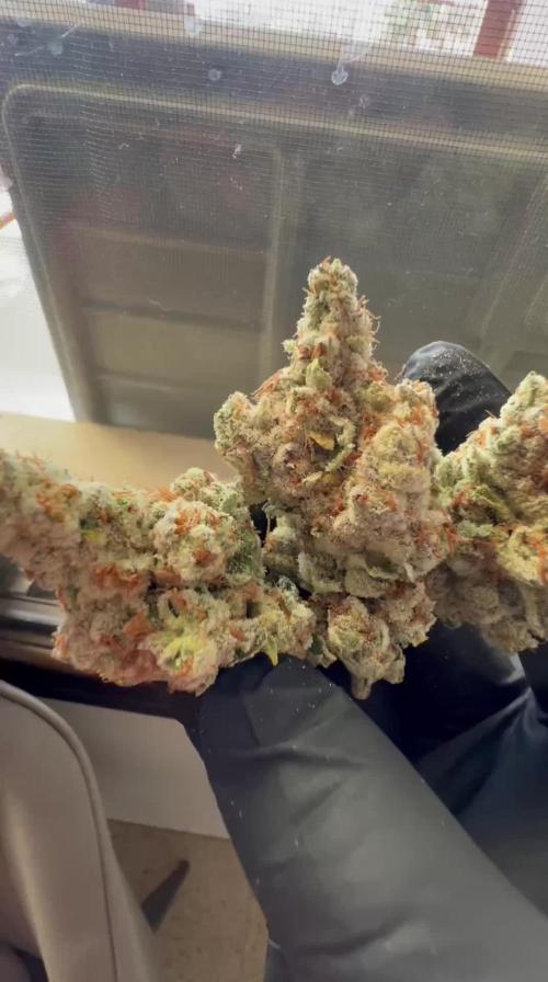Slurricane #7 mother + clones party