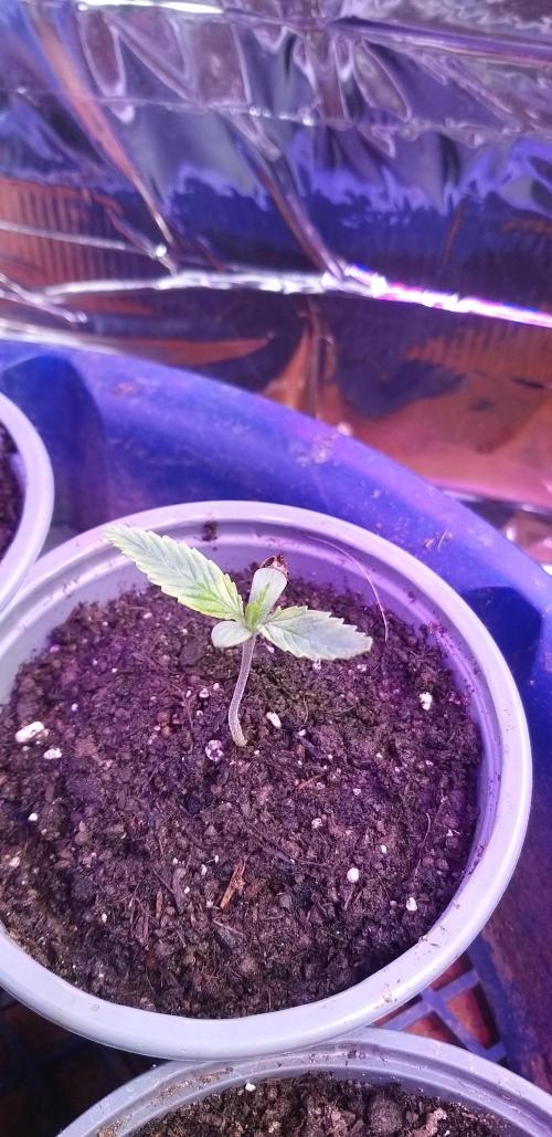 Rainbow sherbet #11. Week 0 - 10/12