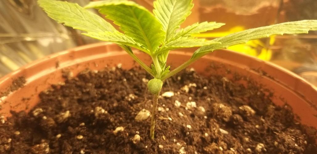 Rainbow sherbet #11. Week 1 - 15/12