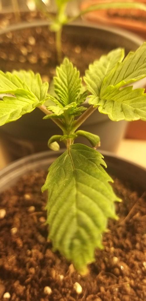 Rainbow sherbet #11. Week 1