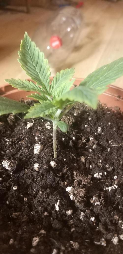 Rainbow sherbet #11. Week 1