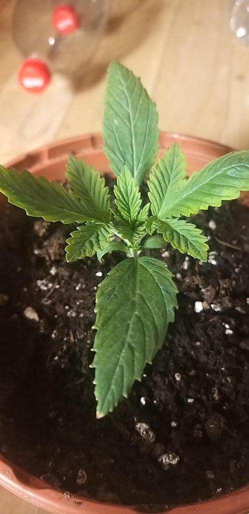 Rainbow sherbet #11. Week 1