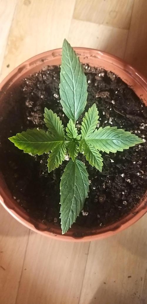 Rainbow sherbet #11. Week 1