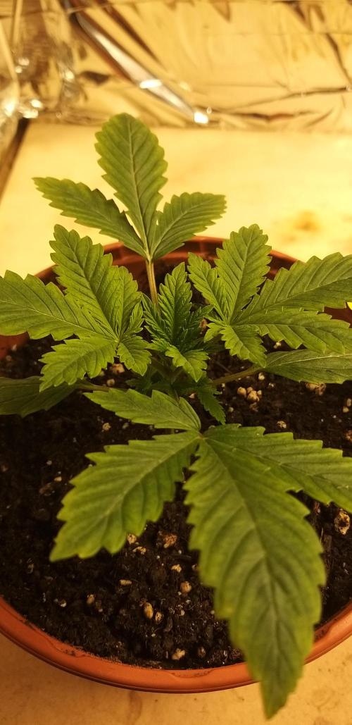 Rainbow sherbet #11. Week 2 - 19/12