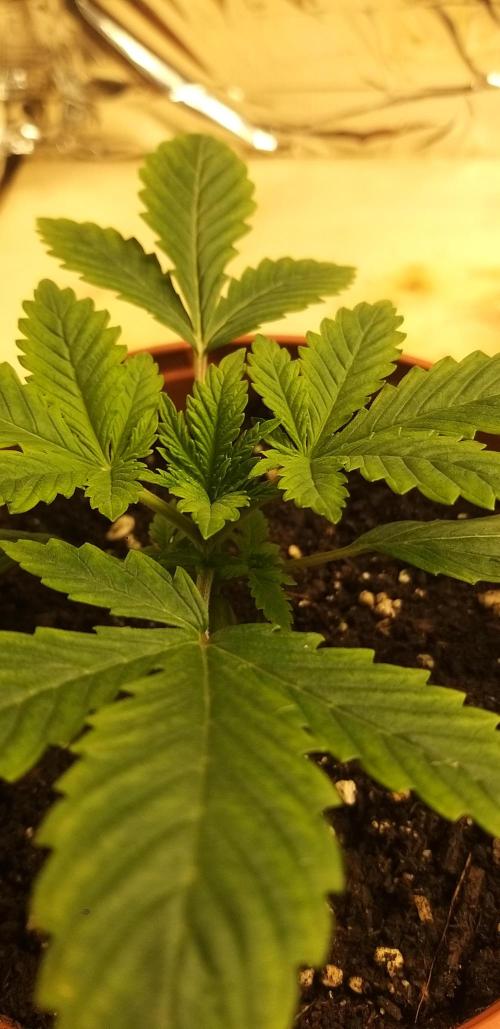 Rainbow sherbet #11. Week 2