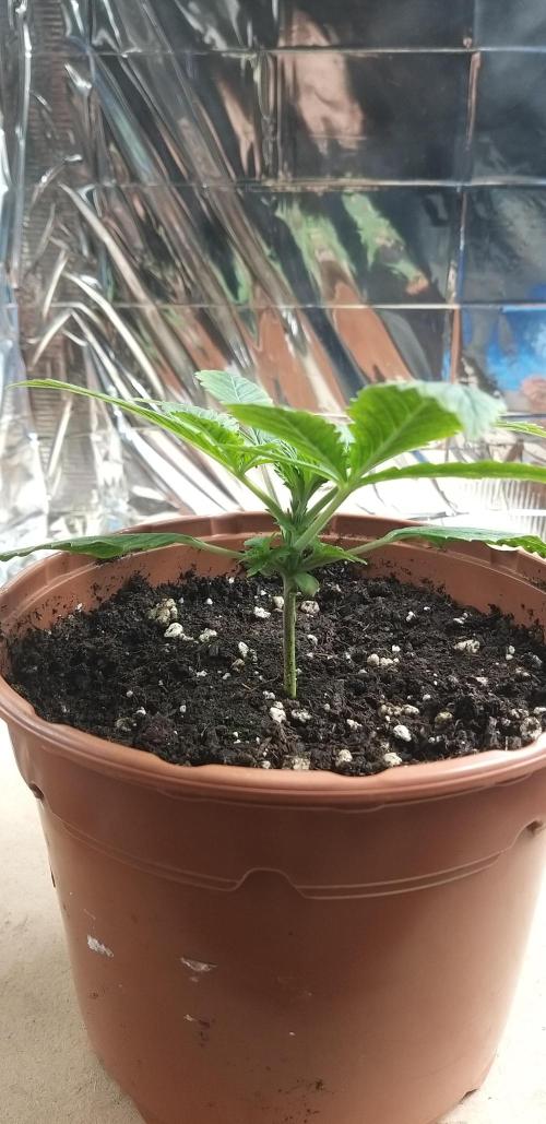 Rainbow sherbet #11. Week 2