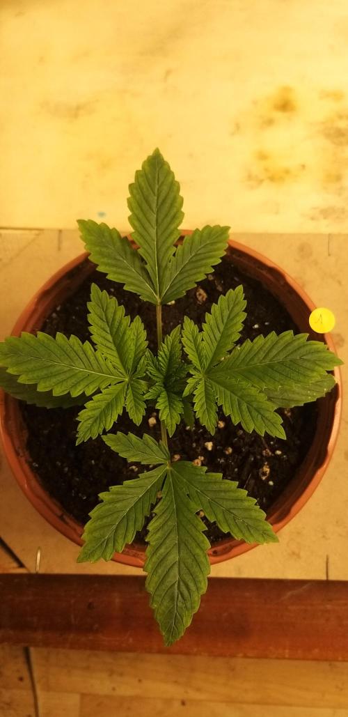 Rainbow sherbet #11. Week 2