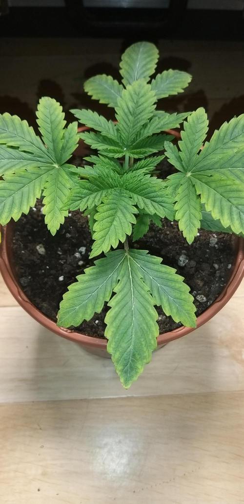 Rainbow sherbet #11. Week 2 - 23/12