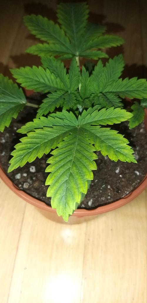 Rainbow sherbet #11. Week 2