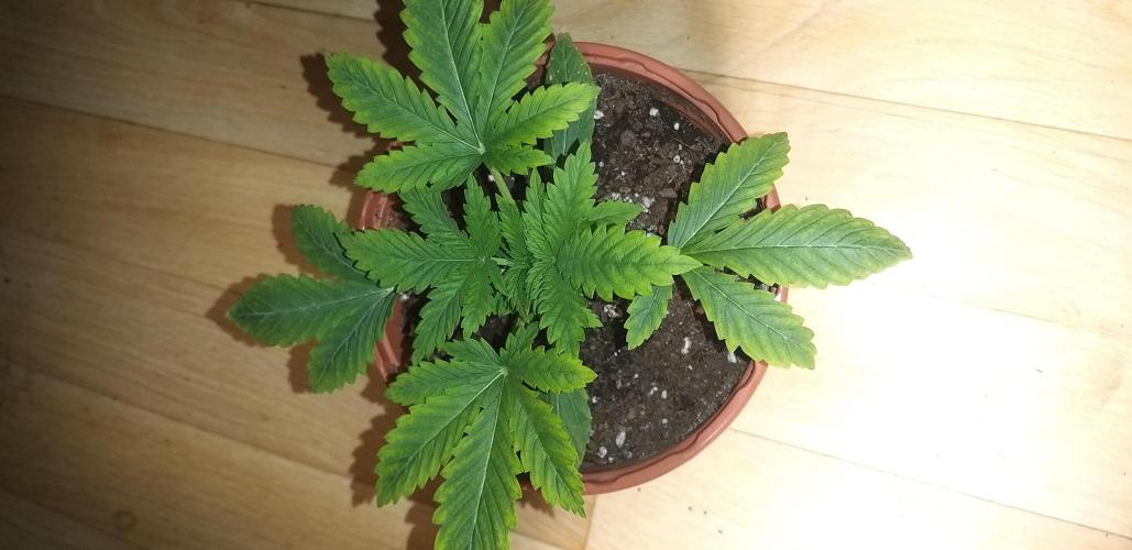 Rainbow sherbet #11. Week 2