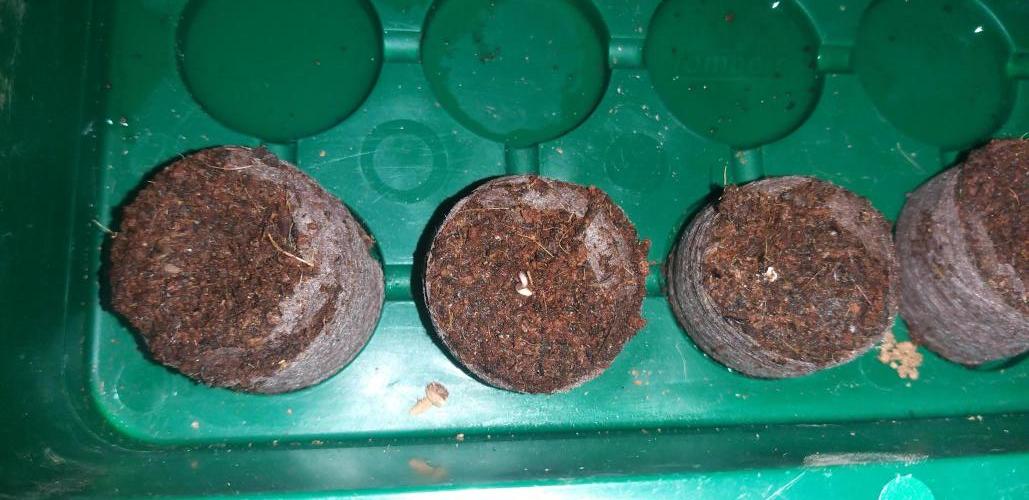 Rainbow sherbet #11. Week 0 - 05/12