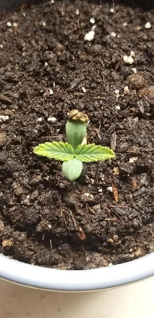 Rainbow sherbet #11. Week 0 - 08/12