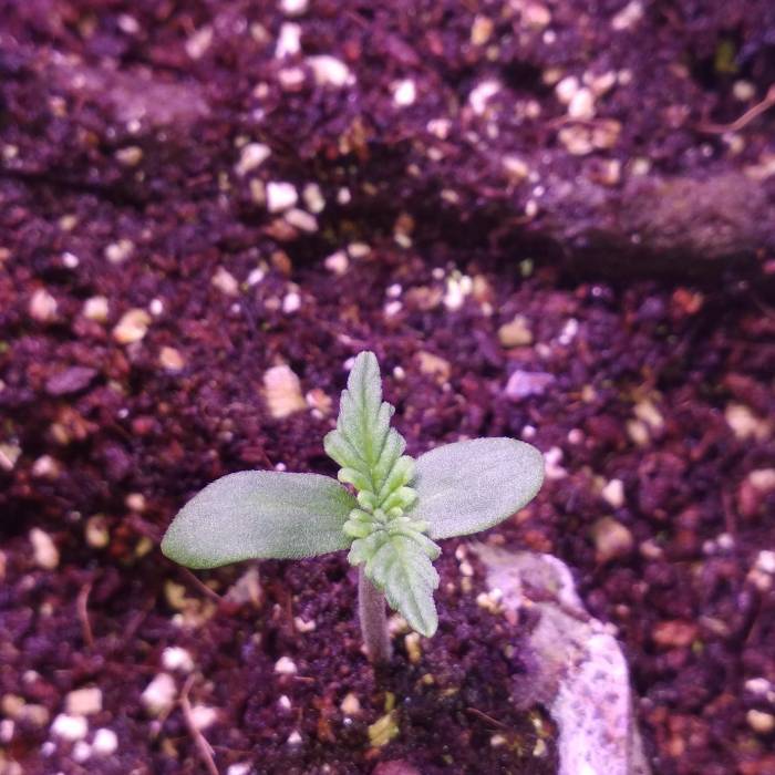 Auto Glueberry Og (r) Dutch Passion. Week 1