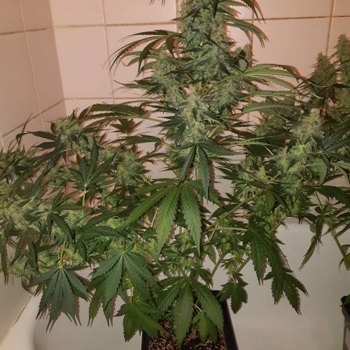 Blue amnesia. Week 7