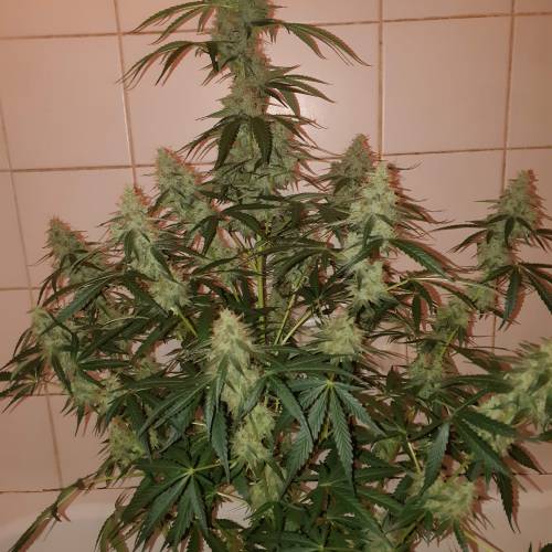 Blue amnesia. Week 7