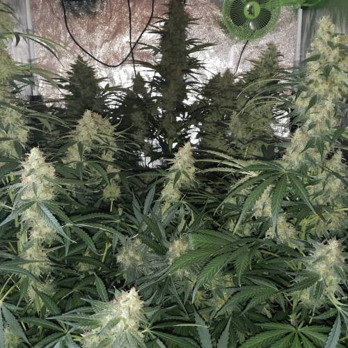 Blue amnesia. Week 7