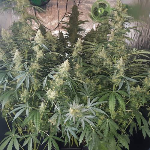 Blue amnesia. Week 10