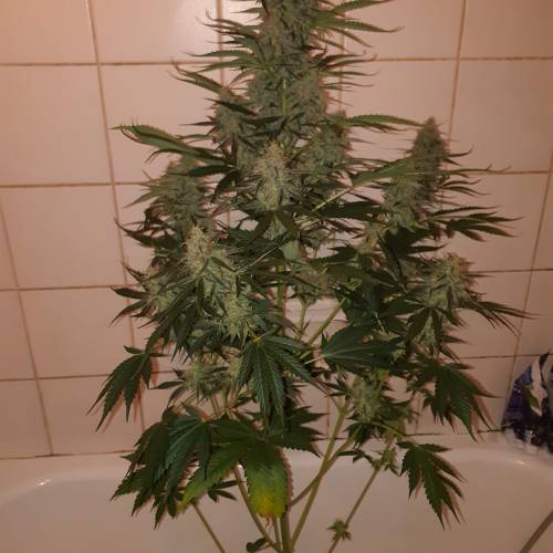 Blue amnesia. Week 10