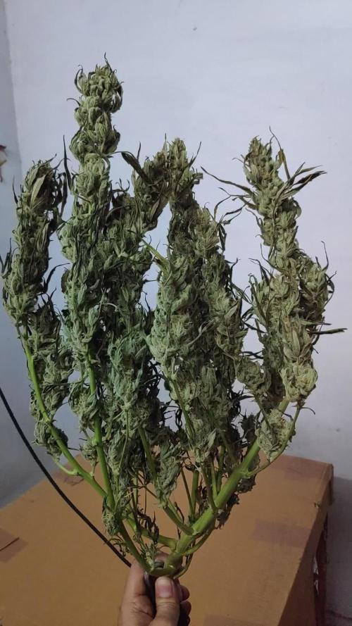 Auto gorilla