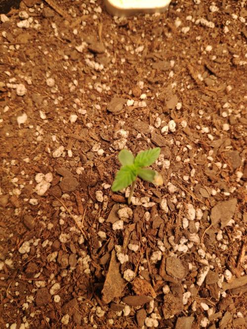 Strawberry milk and qookies remix. Week 0