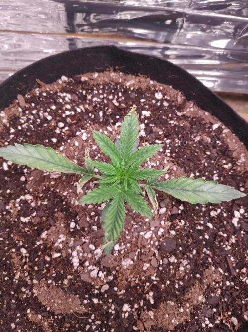 Strawberry milk and qookies remix. Week 1